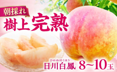 【朝採れ】【数量限定】樹上完熟！日川白鳳（桃）2kg（8ー10玉）ー2025年6月中旬より発送ー 長与町/小林果樹園 [EAT001] 桃 モモ もも 完熟もも 完熟桃 数量限定 先行予約 先行予約2025 せんこうよやく 果物 フルーツ 白鳳 ひかわはくほう
