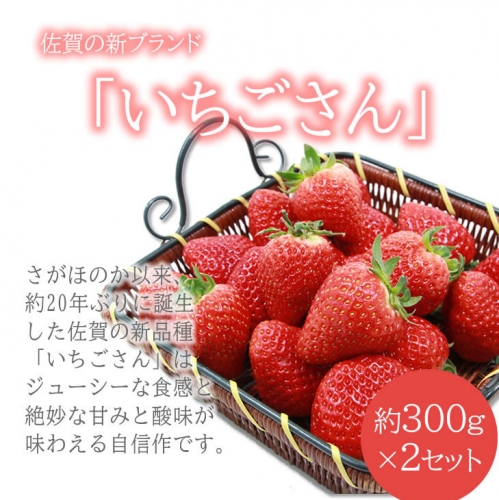 A5-049 新品種 いちごさん 2箱セット ふるかわ農園