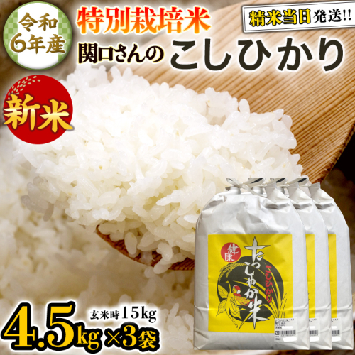 《 特別栽培米 》 令和6年産 精米日出荷 関口さんの「 こしひかり 」 4.5kg × 3袋 ( 玄米時 15kg ) 新鮮 精米 コシヒカリ 米 こめ コメ 特別栽培農産物 認定米 新米 521335 - 茨城県牛久市