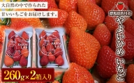 やよいひめ いちご2パック イチゴ 苺 フルーツ 果物