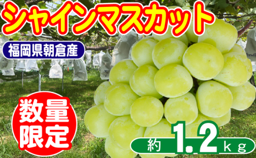 2026年8月15日迄受付 シャインマスカット 2～4房 約1.2kg 数量限定 オンライン決済限定 ぶどう 栽培期間中 JAS認証肥料 減農薬 皮ごと 爽やか 糖度 白ブドウ  525057 - 福岡県朝倉市