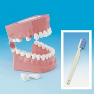 歯の模型 歯磨き指導用 大型モデル（永久歯列 歯ブラシ付）《歯 模型 歯列模型 歯模型 顎模型 2倍大》※着日指定不可