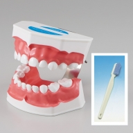 歯の模型 歯磨き指導用 大型モデル（乳歯列 歯ブラシ付）《歯 模型 歯列模型 歯模型 顎模型 2倍大》※着日指定不可