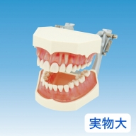 歯の模型 歯磨き指導用 実物大モデル（歯着脱可）《歯 模型 歯列模型 歯模型 顎模型 歯医者使用 教材》※着日指定不可