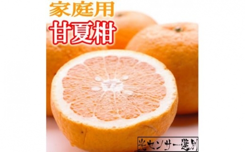 ＜6月発送＞家庭用甘夏柑7kg+210g（傷み補償分）【初夏のみかん・旬の果物】【有田産】【光センサー食べ頃出荷】【わけあり・訳あり】 526069 - 和歌山県北山村