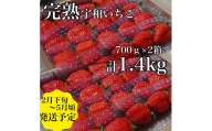 【農家厳選】かんちゃん農園　大粒２箱（約1.4kg）　新鮮朝採り　宇和いちご