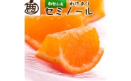 家庭用セミノールオレンジ4.5kg+135g（傷み補償分）訳あり＜2024年4月より発送＞