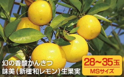 C168p させぼレモン(新種和レモンみよし)生果実 52696 - 長崎県佐世保市