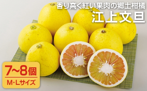 T849 香り高く紅い果肉の郷土柑橘「江上文旦」