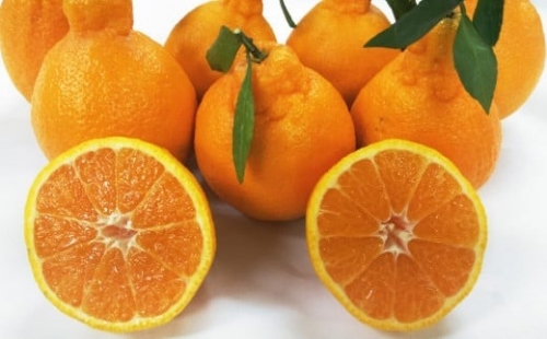 不知火柑（デコポンと同品種） 約5kg 12～24玉 しらぬい 柑橘 527529 - 熊本県八代市
