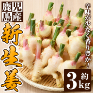 ＜期間限定＞新生姜(約3kg)初夏～秋にしか手に入らない、旬の味！【さつま日置農協】