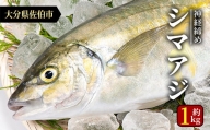 鮮魚 シマアジ (1本・約1kg)  【AS87】【海べ (株)】
