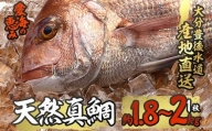 天然 真鯛 (約1.8-2kg・1枚) 【CS02】【(有)丸昌水産】