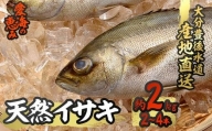 天然 イサキ (約2kg・計2-4本)  【CS07】【(有)丸昌水産】