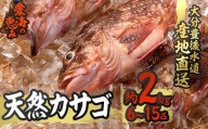 天然 カサゴ (約2kg・計6-15匹) 【CS15】【(有)丸昌水産】