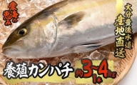 養殖 カンパチ (約3-4kg・1本) 【CS23】【(有)丸昌水産】