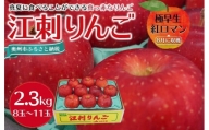 【数量限定】江刺りんご 紅ロマン 2.3kg（8～11玉）【８月下旬以降お届け】