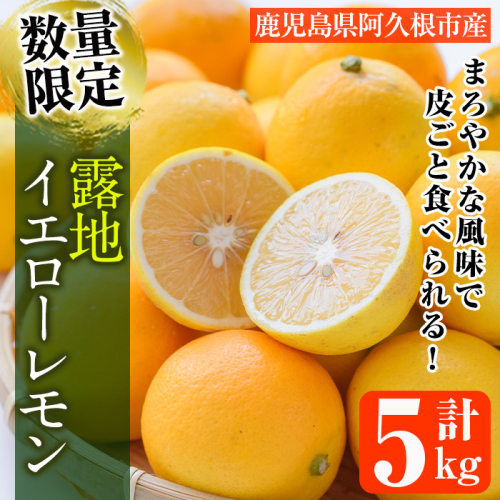 数量限定！露地マイヤーイエローレモン(5kg) 国産 檸檬 イエローレモン オレンジ 果実 果物 フルーツ 柑橘【桐野柑橘株式会社】akn070-11 535572 - 鹿児島県阿久根市