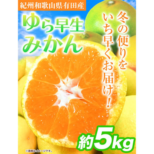 先行予約 紀州和歌山有田産 ゆら早生みかん 約5kg 魚鶴商店《2025年10月上旬-11月上旬頃出荷》 和歌山県 日高町 みかん 早生 柑橘 535582 - 和歌山県日高町