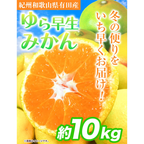 紀州和歌山有田産 ゆら早生みかん 約10kg 魚鶴商店《2025年10月上旬-11月上旬頃出荷》 和歌山県 日高町 みかん 早生 柑橘 535584 - 和歌山県日高町