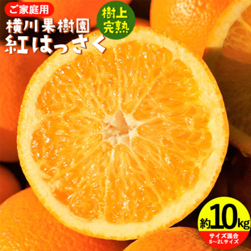 樹上完熟 紅はっさく 約10kg S～3L 家庭用 サイズ混合 横川果樹園 《4月上旬-5月上旬頃出荷》 和歌山県 日高川町 みかん 完熟 柑橘 フルーツ 八朔 はっさく 送料無料 535684 - 和歌山県日高川町