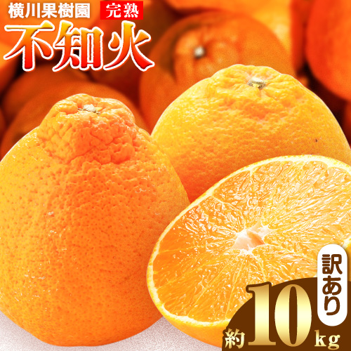 完熟 不知火(デコ) 約10kg S～2L 家庭用 サイズ混合 横川果樹園 《3月中旬-4月末頃出荷》 和歌山県 日高川町 不知火 みかん 果物 柑橘 フルーツ 送料無料 535686 - 和歌山県日高川町