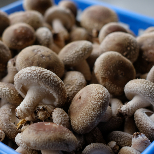 佐喜浜しいたけ【約５００ｇ】_ 国産 高知県 椎茸 シイタケ 53788 - 高知県室戸市