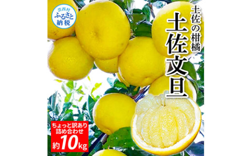 TKA045　先行予約 土佐の柑橘 土佐文旦 10kg 詰め合わせ ちょっと訳あり 文旦 ぶんたん ブンタン 柑橘 高知県 高知 返礼品 故郷納税 16000円 果物 くだもの フルーツ お取り寄せ 美味しい おいしい ご家庭用 ご自宅用 規格外サイズ 傷 訳あり 538502 - 高知県芸西村