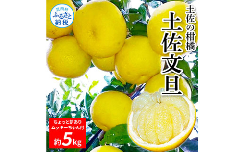 TKA044　先行予約 土佐の柑橘 土佐文旦 5kg 詰め合わせ ちょっと ムッキーちゃん（皮むき機）付き 文旦 ぶんたん ブンタン 柑橘 高知県 高知 返礼品 故郷納税 10000円 果物 くだもの フルーツ お取り寄せ 美味しい おいしい ご家庭用 ご自宅用 規格外サイズ 傷 訳あり 538503 - 高知県芸西村