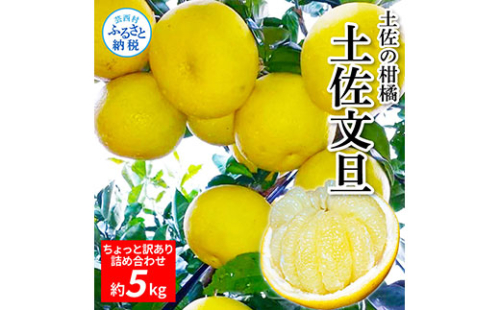 TKA043　先行予約 土佐の柑橘 土佐文旦 5kg 詰め合わせ ちょっと訳あり 文旦 5キロ ぶんたん ブンタン 柑橘 高知県 高知 返礼品 故郷納税 9000円 果物 くだもの フルーツ お取り寄せ 美味しい おいしい ご家庭用 ご自宅用 規格外サイズ 傷 訳あり 538504 - 高知県芸西村