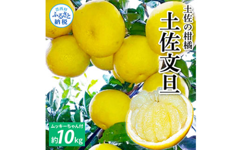 TKA042　土佐の柑橘 土佐文旦 10kg 詰め合わせ （皮むき機）付き 文旦 ぶんたん 10キロ 柑橘 高知県 高知 返礼品 故郷納税 25000円 果物 くだもの フルーツ お取り寄せ 美味しい おいしい ギフト プレゼント 贈答品 贈り物 お歳暮 熨斗 のし 常温 538505 - 高知県芸西村