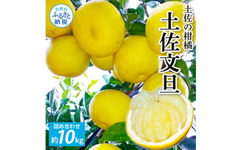 TKA041　先行予約 土佐の柑橘 土佐文旦 10kg 詰め合わせ 文旦 ぶんたん 10キロ 柑橘 高知県 高知 返礼品 故郷納税 23000円 果物 くだもの フルーツ お取り寄せ 美味しい おいしい ギフト プレゼント 贈答品 贈り物 お歳暮 御歳暮 熨斗 のし 常温 538506 - 高知県芸西村
