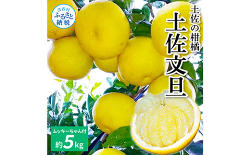 TKA040　先行予約 土佐の柑橘 土佐文旦 5kg 詰め合わせ （皮むき機）付き 文旦 5キロ ぶんたん 柑橘 高知県 高知 返礼品 故郷納税 16000円 果物 くだもの フルーツ お取り寄せ 美味しい おいしい ギフト プレゼント 贈答品 贈り物 お歳暮 御歳暮 熨斗 のし 常温 538507 - 高知県芸西村