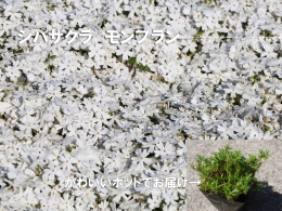 【ふるさと納税】BS152_シバザクラ モンブラン10個 花 苗 植物 家庭菜園 花壇 プランター ガーデニング 芝桜