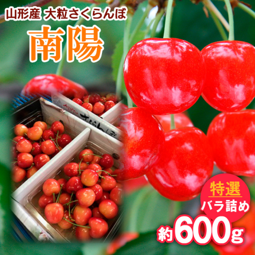 山形産 大粒さくらんぼ 南陽 特選 バラ詰め 約600g 【令和8年産先行予約】FS25-712 539435 - 山形県山形市