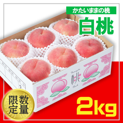 ☆フルーツ王国山形☆白桃 秀品 2kg(かたいままの桃) FS24-684 539451 - 山形県山形市