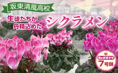 No.185 【期間限定】坂東清風高校の生徒が丹精込めて育てたシクラメン7号鉢 ／ お花 鉢植え 茨城県 539811 - 茨城県坂東市