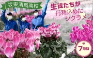 No.185 高校生がつくったシクラメン7号鉢 ／ お花 鉢植え 茨城県