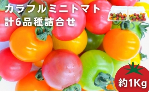 「栗林農園」カラフルミニトマト詰合せ 540468 - 愛媛県東温市