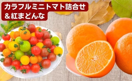 「栗林農園」カラフルミニトマト詰合せと紅まどんなのセット 540471 - 愛媛県東温市
