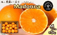 【先行予約】 農園直送 「Madonna（ 愛媛果試第28号 ）」Ｍサイズ 約5㎏　 2024年11月下旬～2025年1月中旬頃発送　まどんな マドンナ 家庭用 愛媛県オリジナル品種 柑橘