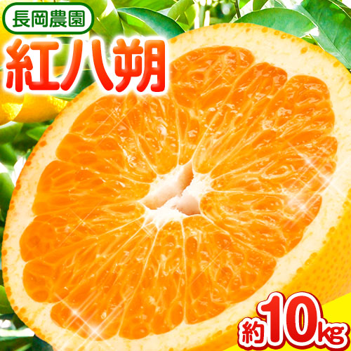 紅八朔 約10kg 長岡農園《3月下旬-5月中旬頃出荷》 和歌山県 日高川町 紅八朔 八朔 はっさく 541050 - 和歌山県日高川町