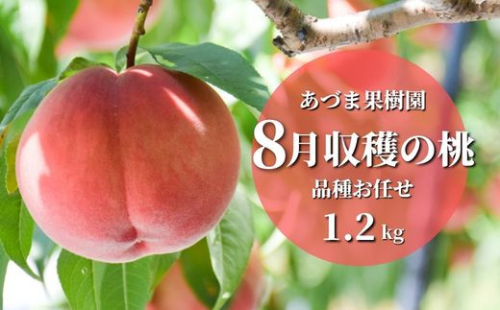 No.2328もも　8月収穫の桃 福島市産 白桃 品種 おまかせ (奥あかつき、まどか、川中島白桃、ゆうぞら) 約1.2kg【2025年発送　先行予約】