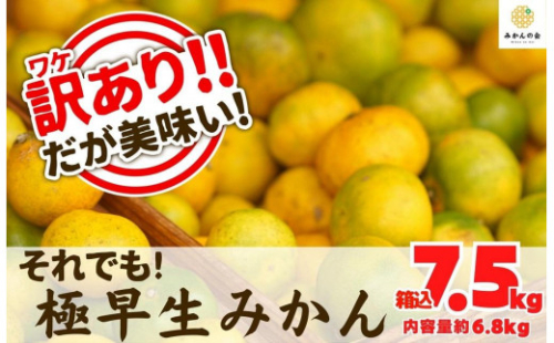 訳あり 極早生 箱込 7.5kg (内容量約 6.8kg) サイズミックス 有田みかん 和歌山県産 【みかんの会】 542560 - 和歌山県有田川町