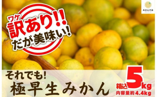 訳あり 極早生 箱込 5kg (内容量約 4.4kg) サイズミックス 有田みかん 和歌山県産 【みかんの会】 542561 - 和歌山県有田川町