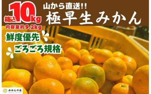 みかん 極早生 山から直送 箱込 10kg (内容量約 9.2kg) 採れたてそのままごろごろ規格 有田みかん 和歌山県産 【みかんの会】 542563 - 和歌山県有田川町