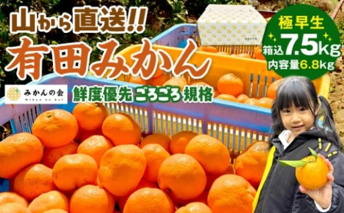 みかん 極早生 山から直送 箱込 7.5kg (内容量約 6.8kg) 採れたてそのままごろごろ規格 有田みかん 和歌山県産 【みかんの会】みかん 果物 みかん フルーツ みかん 和歌山 みかん 柑橘類 みかん 和歌山県産 みかん 有田 みかん 542564 - 和歌山県有田川町