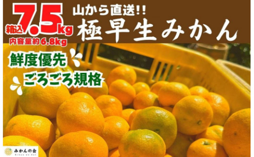 みかん 極早生 山から直送 箱込 7.5kg (内容量約 6.8kg) 採れたてそのままごろごろ規格 有田みかん 和歌山県産 【みかんの会】 542564 - 和歌山県有田川町