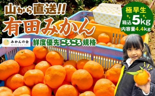 みかん 極早生 山から直送 箱込 5kg (内容量約 4.4kg) 採れたてそのままごろごろ規格 有田みかん 和歌山県産 【みかんの会】みかん 果物 みかん フルーツ みかん 和歌山 みかん 柑橘類 みかん 和歌山県産 みかん 有田 みかん 542565 - 和歌山県有田川町