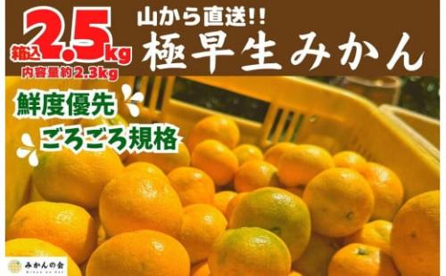 みかん 極早生 山から直送 箱込 2.5kg (内容量約 2.3kg) 採れたてそのままごろごろ規格 有田みかん 和歌山県産 【みかんの会】 542566 - 和歌山県有田川町